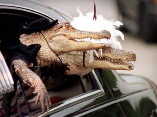 � ����� ������� ���� ��� ��������