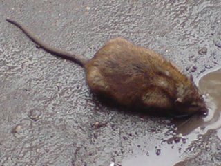 � ����� ��-�� ���� ����������� ���������� ����