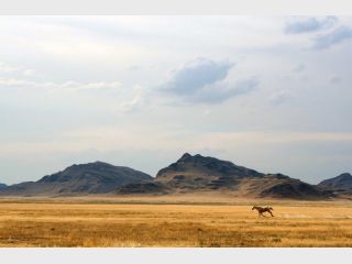 ������� ����� ����� ��������