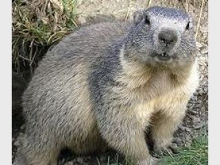 ������� ���������� �������� � �������� �������� �������� ����������� �������