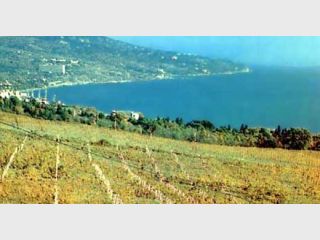 �������� ��������� 