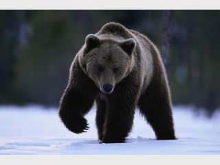 �� ������, �� ����� ������ ������ ��������� �������� ����� ����� �������