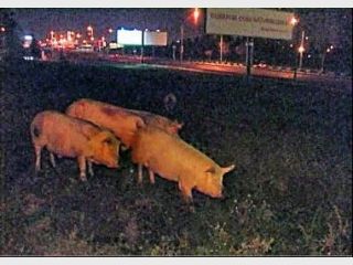 ��-�� ��� � ����� �� ��������� ������ ����������� ������