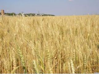 ����������� ������� ����� ������� ����������?