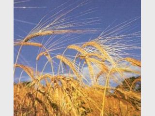 ������ ����������� ������������� � ��������� ������������ �������� ����� �� I ��.-2011