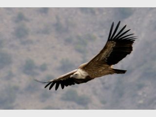 ���� ������� �� ����������� ��������