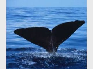 �������� ����������� �� ��� �� ����������� ����� ��������