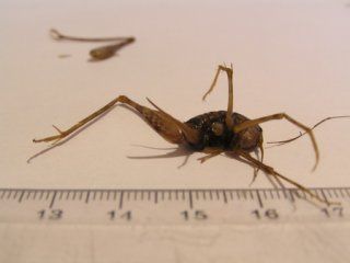 �������� �������� ��������� ������������ ���������