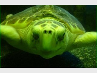 �������� ������� ��������������� �������� 