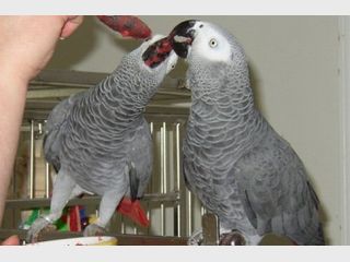 �����: ��������� ������� 