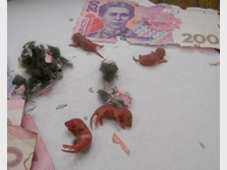 � ����� ���� �������� ������ � ���������