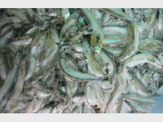 �� ����� ����� � ������� ����� ������� 18 ���� ����������� ���� 