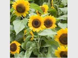 ������� ��������� �� �������� ������� �������