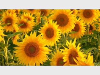 � ������� ������ ����������� ���������� ����������������� �������