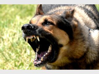 �������� ������ 8,5 ���. ����� ������� �����