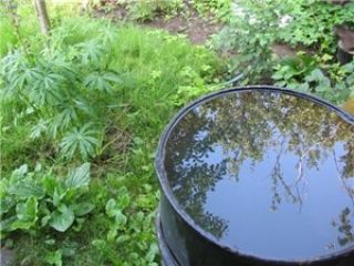 ������� ��� ����: �������� ������, �� �� ������