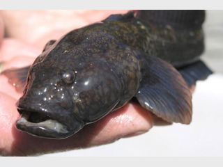 �� �������� ���� &mdash; �������� ��� ����