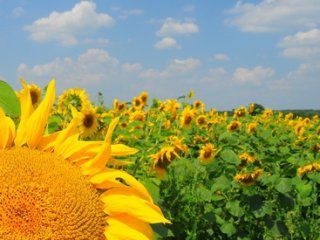 ������� ����� ����� ������ ��������� �������� 12% ��������