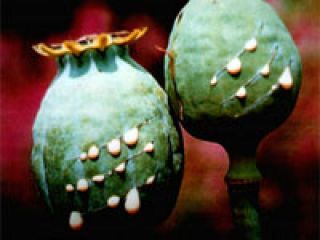 �������� ����� 