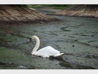 � �������� �������� ��� ������� ����� ����: ��� ����� ������-�����