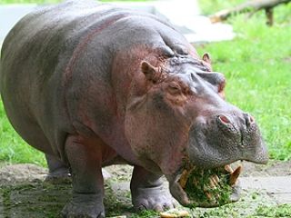 � ��������� �������� 70 ��������� �������� ��� ������ 