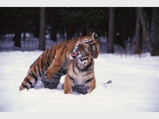 �������� � ��������� ���� ����� ��� ������ ������