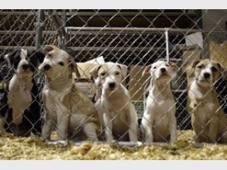 � ������� ����� ������ ����� �� �������� ��������