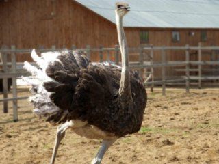 � �������� �������� ���� ������