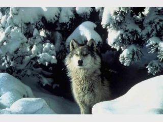 � ������� �������� ������� ������������ �����