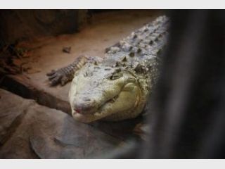 � �������� �������� ���� ������� ������������