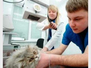 ���� ��������� �������