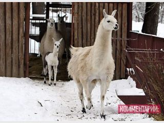 �������� ������� ���������� �������� ������ ������� 