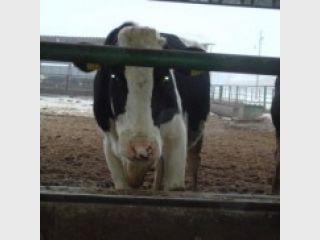 ������������ ������� ������� ����� ����������� � ������� 4,5 ��� ���