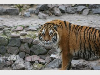 � �������� �������� �������� ������� � 