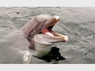 �������� ����������� ���� ����� �������: ������� �������� ���