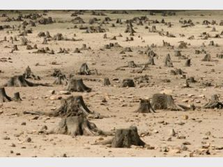 WWF: ������������ �� 40 ��� ���������� 28% ����������� �����