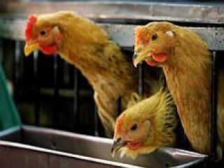 ������������������ � �������� ������� �������� 100 ���. ����� ����� ��-�� ���������� �����