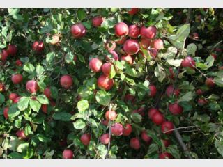 ������������� �������� ��������� ��� �������� 40 ��