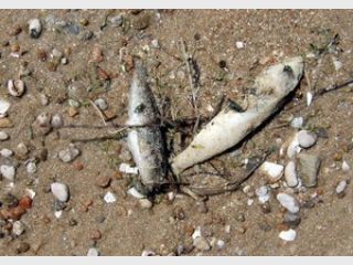 � �������� ���� ������������ �������� ��� ����