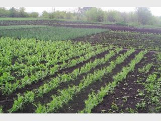 ����� � ������� ����� ��������� �� $1 000 �� ������ 