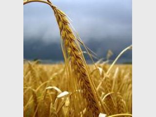 ����� �������������� ���������� �������� ������ �� 3 ���� ����.