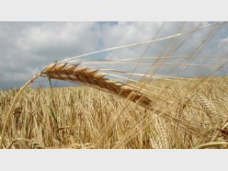 �������� �������� ���� �� �������