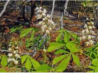 ���� �� ��������� �������, ������ ����� ����� �������