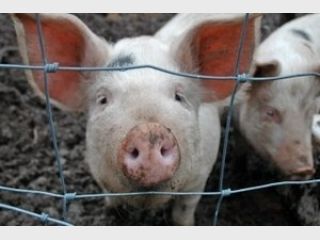 ����������� ������� �������� 3,4 ��� ��� �� ������ � ����� ������ 