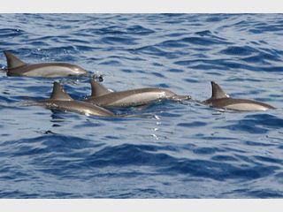 ������ �����������: 