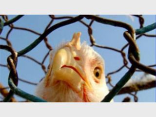 ��������: ���������� �������� �����������