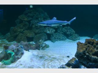 ����� � �������� �� ���������� �������