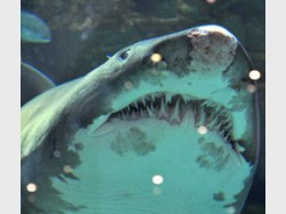 ����� �� ���������� ��� ��� 