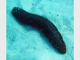 ������� ����� ������������� ����� � �������� ��������