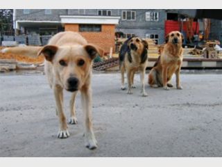 �������� ��������� ������� �������� �� ������� ��� ��������� ��������